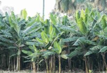 Banana farming