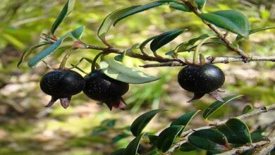 Black guava farming