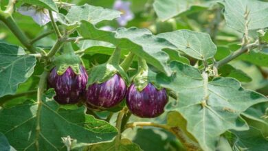 Brinjal cultivation