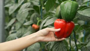 Capsicum farming