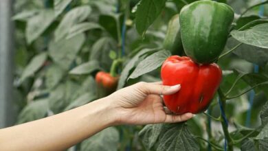 Capsicum farming