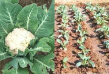 Cauliflower cultivation