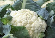 Cauliflower cultivation