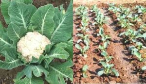 Cauliflower cultivation