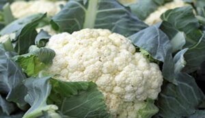 Cauliflower cultivation