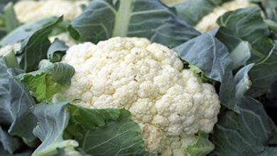 Cauliflower cultivation