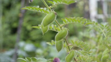 Chickpea crop