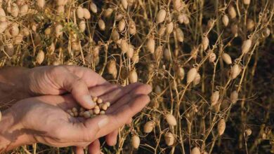 Chickpea crop