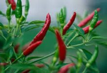 Chilli cultivation