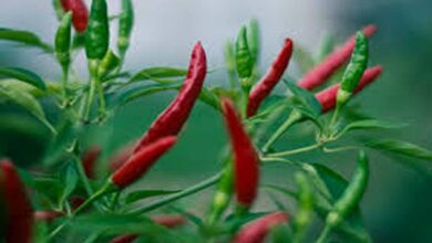 Chilli cultivation