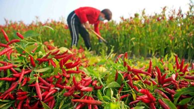 Chilli farming