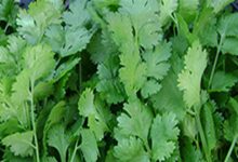 Coriander cultivation