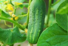 Cucumber cultivation