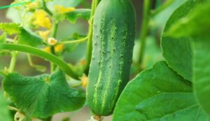 Cucumber cultivation