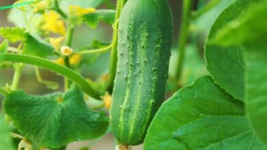 Cucumber cultivation