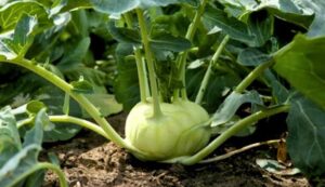 Cultivation of knot cabbage