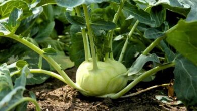 Cultivation of knot cabbage