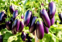 Eggplant crop