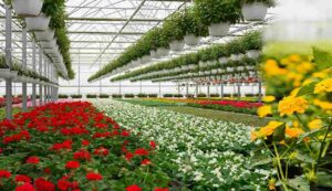 Flower cultivation