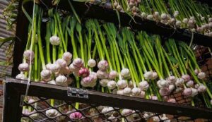 Garlic farming