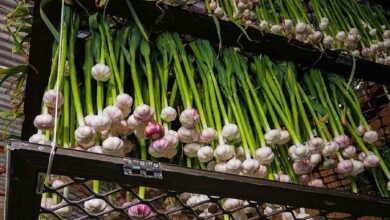 Garlic farming