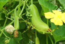 Gourd cultivation