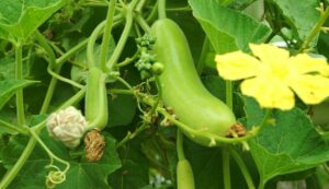 Gourd cultivation