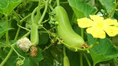 Gourd cultivation