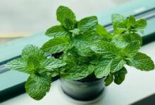 Grow mint