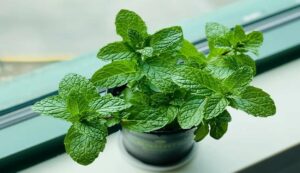 Grow mint