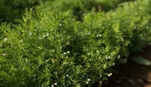 Lentil cultivation