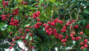 Litchi cultivation