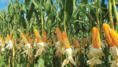 Maize farming