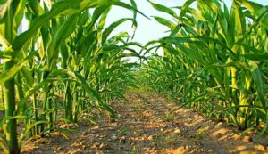 Maize crop