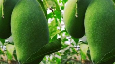 Mango cultivation