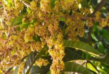 Mango flowering