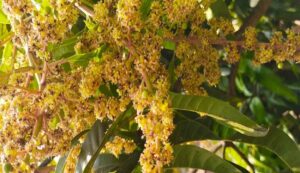 Mango flowering