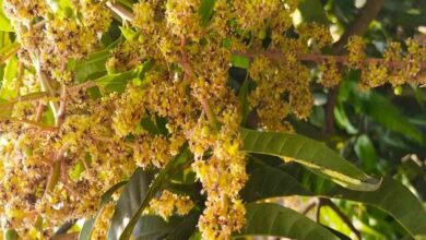 Mango flowering