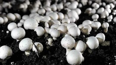 Mushroom cultivation