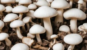 Mushroom cultivation