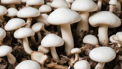 Mushroom cultivation