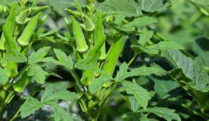 Okra-cultivation