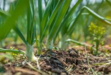 Onion cultivation