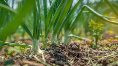 Onion cultivation