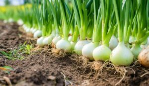 Onion cultivation