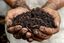 Organic fertilizer