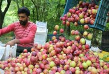 Plum cultivation