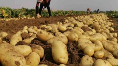 Potato crop