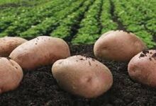 Potato crop