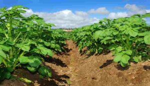 Potato harvest